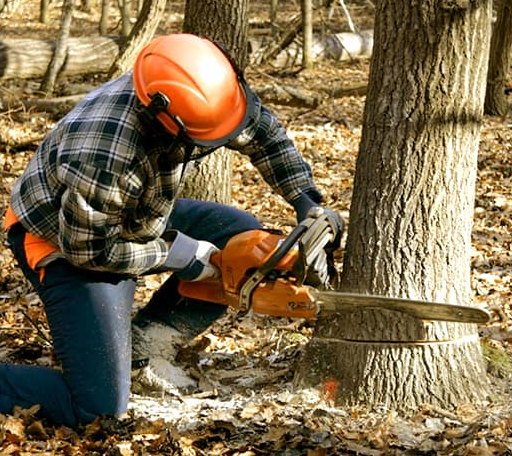 Tree Removal in Belle Haven, VA